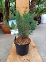 Sequoiadendron giganteum Mammutbaum Bergmammutbaum 50-70cm Nordrhein-Westfalen - Nordkirchen Vorschau