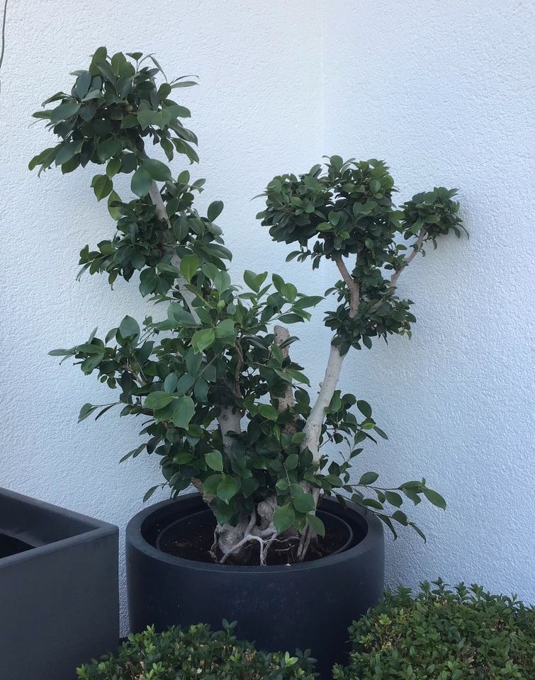 Ficus, Birkenfeige,Benjamin,Lorbeer-Feige,alte große Pflanze/Baum in Nauheim