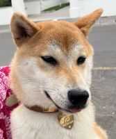 Erstklassige Shiba Inu Hündin in Berlin, 6 kg Berlin - Wilmersdorf Vorschau