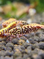 Ma Woo Rote Galaxy Fishbone Snowflakes Garnelen Taiwaner Baden-Württemberg - Brackenheim Vorschau