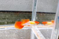 3x Guppy Platinum Koi Männchen Bayern - Bamberg Vorschau