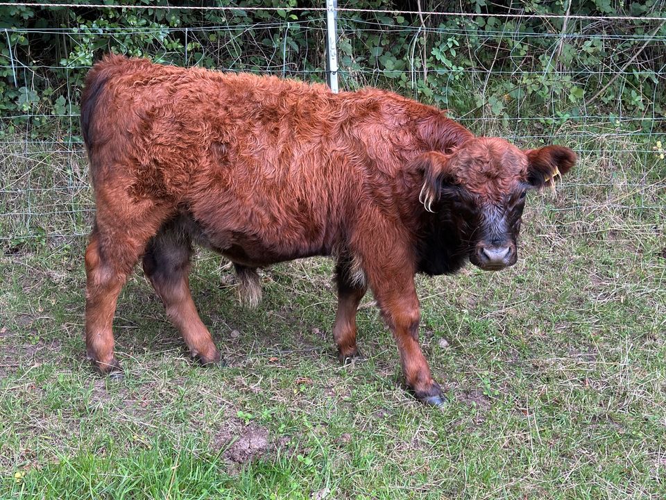 Odin, Herdbuch GAL. * 17.03.2023 in Wittenborn