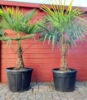 200cm Trachycarpus Fortunei chinesische Hanfpalme winterhart Nordrhein-Westfalen - Mönchengladbach Vorschau