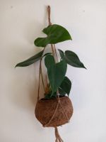 Cocos Ampel mit Zimmerpflanze zu verkaufen Berlin - Spandau Vorschau