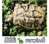 Griechische Landschildkröte Baden-Württemberg - Oberhausen-Rheinhausen Vorschau