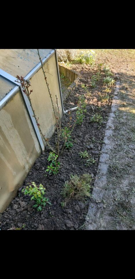 Gärtner - Gartenpflege - Gartenarbeit - Hecke schneiden in Bad Vilbel