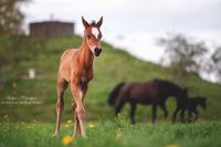 Stutfohlen von Light Star Springpferd Sachsen - Oelsnitz / Vogtland Vorschau