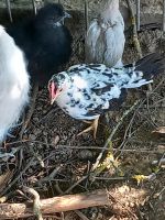 Reinrassige Österreichische Steinpiperl junghähne Bayern - Ascha Vorschau