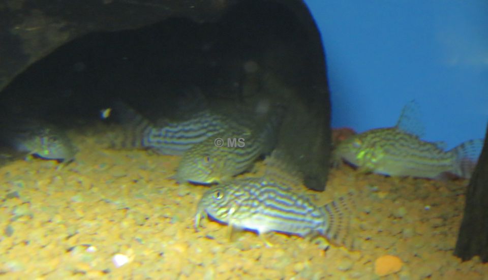 Corydoras sterbai - Orangeflossen-Panzerwelse in Odenthal