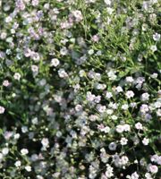 50 Samen Schleierkraut,Rosenbegleiter,Biene,Schnittblume,Staude Saarland - Großrosseln Vorschau