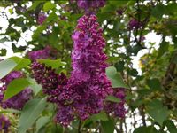 ‼️ Flieder - Syringa vulgaris kräftige große Blüten dunkles lila Sachsen - Pulsnitz Vorschau