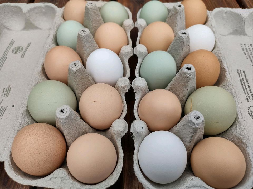 Hühner Eier # Frische Bio Eier vom Huhn # Ei in Zeuthen