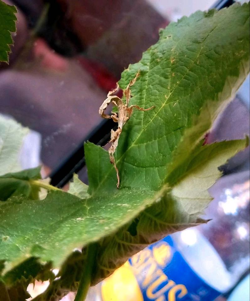 Nymphen von Australische Gespenstschrecke (Extatosoma tiaratu in Leipzig