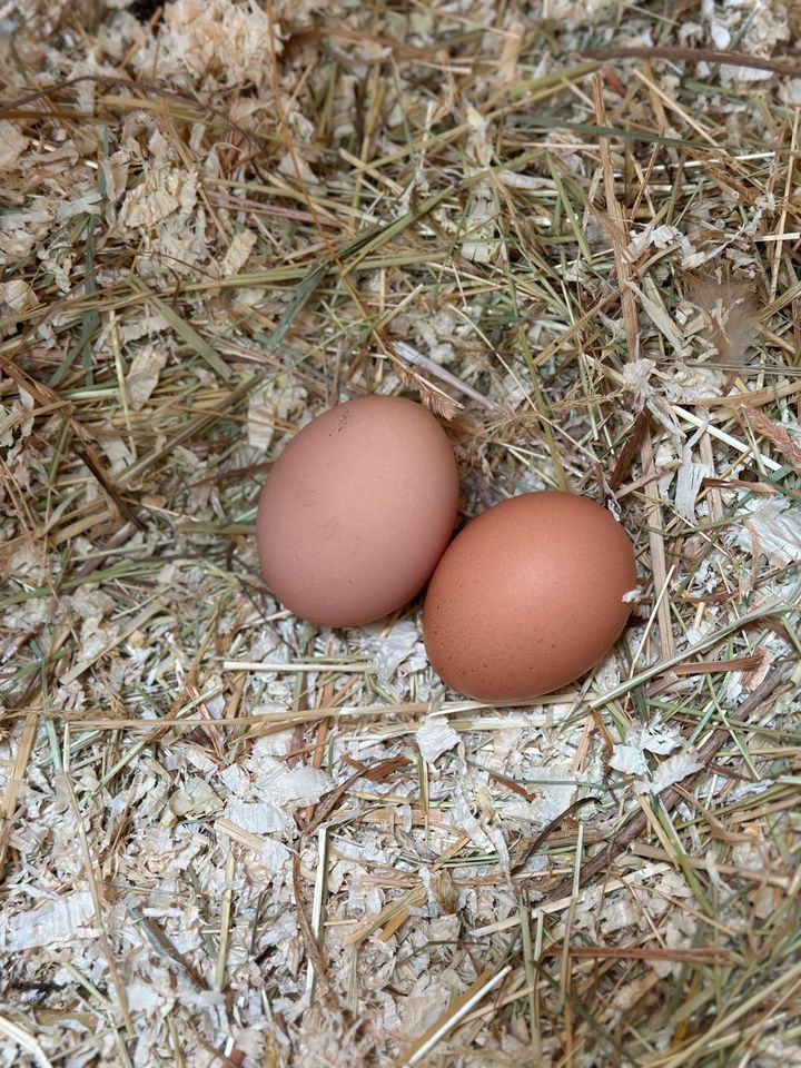 Friche eier zu verkaufen 10 Stück 4 Euro in Dormagen