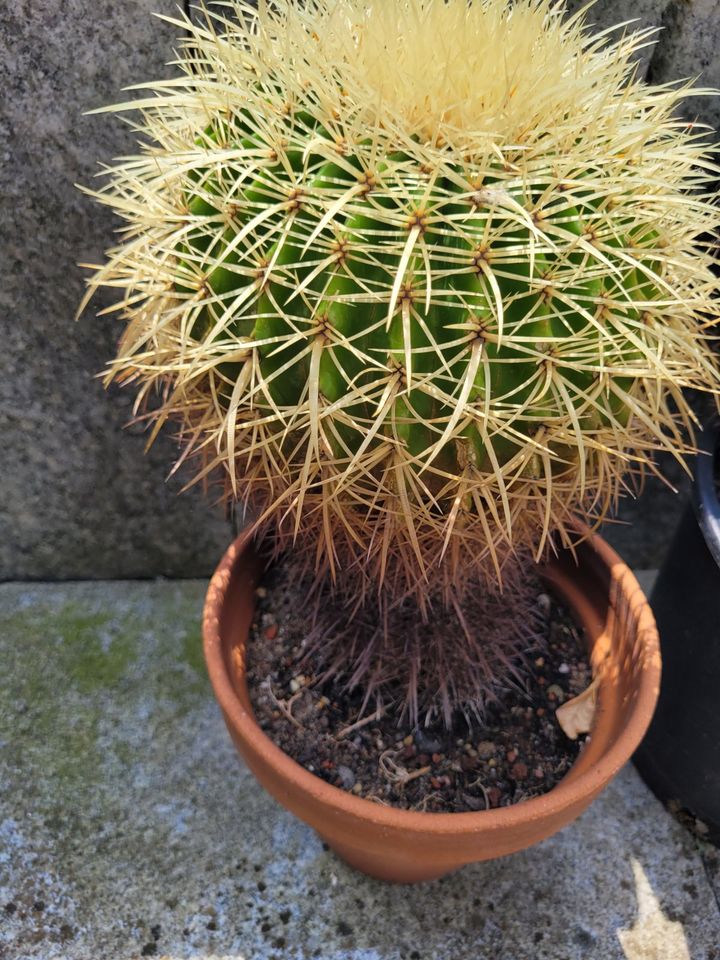 Große Kakteen Echinopsis, Echinocactus und weitere in Wedemark