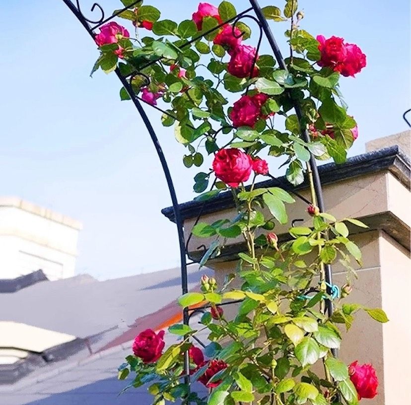 Rosenbogen Torbogen Rankenbogen Garten Deko NEU in Paderborn