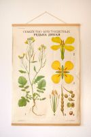 Vintage Schullehrplakat Blume, Lehrposter Blüte, botanical chart, Berlin - Neukölln Vorschau