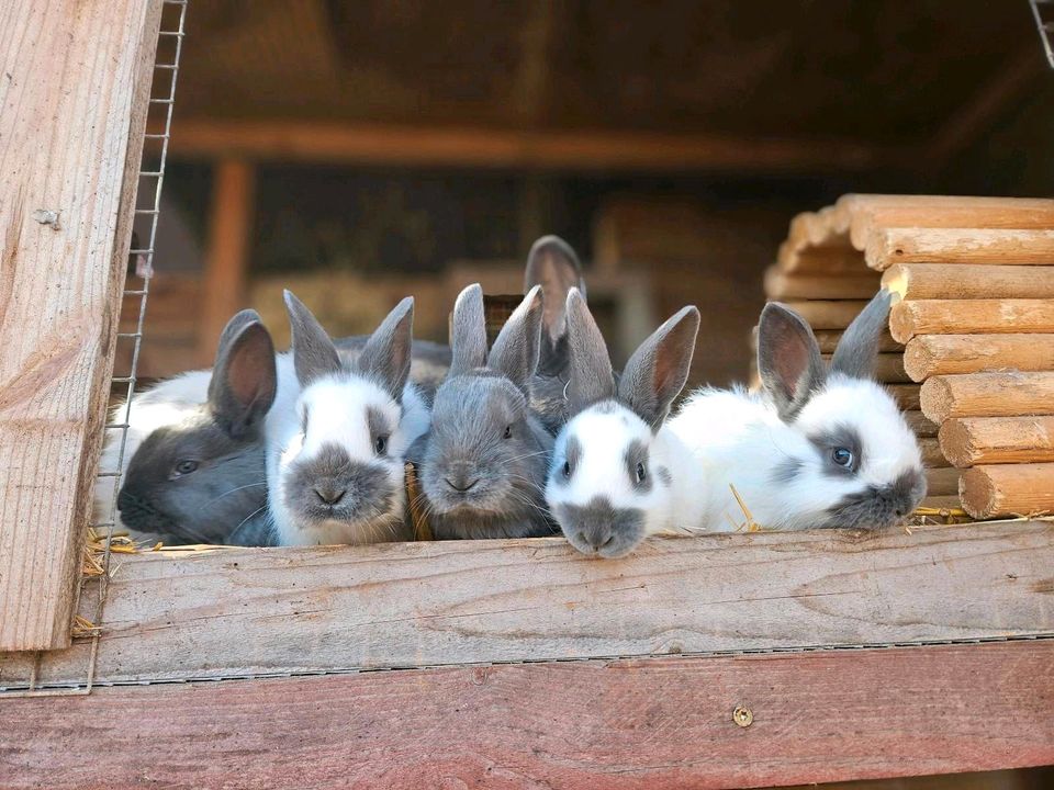 Junge Kaninchen, Kleinschecken in Wedemark