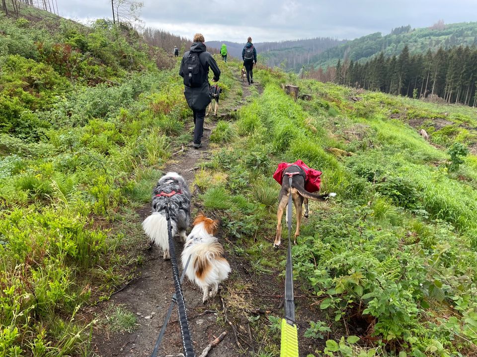 Wanderurlaub mit Hund in Bargfeld-Stegen