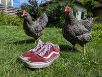 Vans Sneaker oldschool skate bordeaux rot 39 Schuhe Baden-Württemberg - Lorch Vorschau