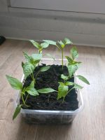 Gestickte Paprika Pflanzen  0.70€ Güstrow - Landkreis - Güstrow Vorschau