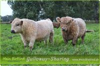 GALLOWAY~SHARING | frisches BIO Galloway-Fleisch Pankow - Prenzlauer Berg Vorschau