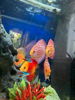 Komplettset: 5 gesunde Diskusfische + Aquarium von Juwel München - Sendling-Westpark Vorschau