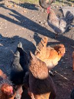Viele Hühner zu verkaufen Bayern - Waldkraiburg Vorschau