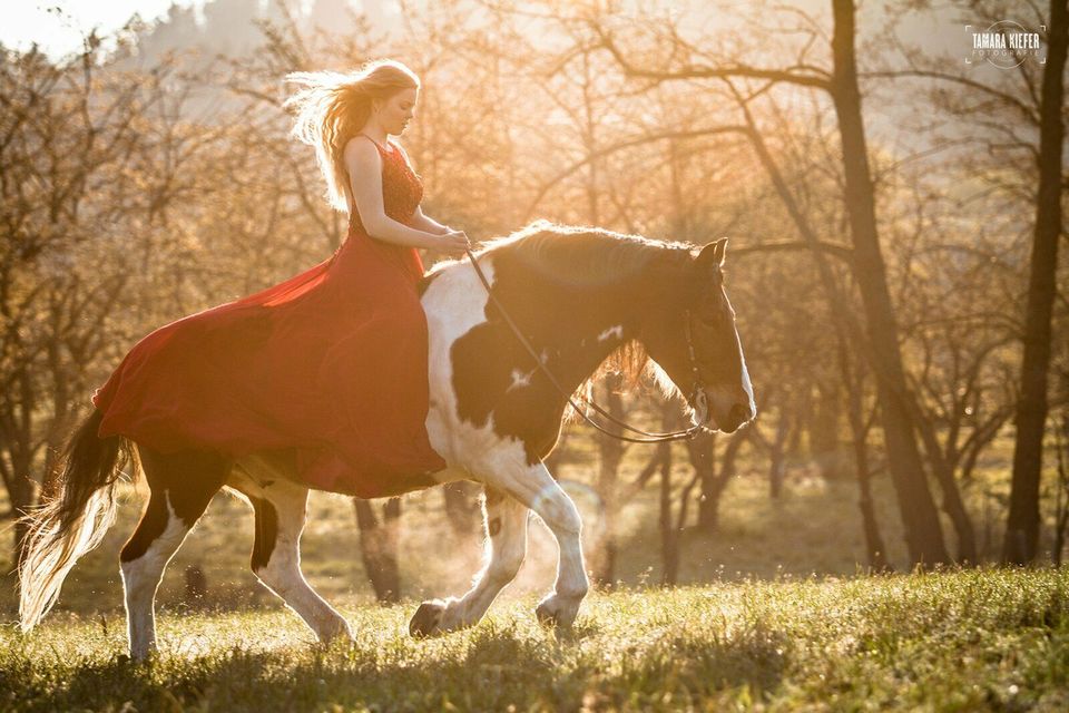 Fotoshootings - Pferde-& Tierfotografie in Offenburg