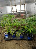 Tomatenpflanzen Rheinland-Pfalz - Weißenthurm   Vorschau