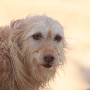 Mischling Hündin Struppelchen Vera sucht ein Kuschelkörbchen. in Wiesbaden