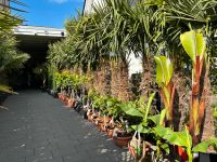 Mediterrane Pflanzen Palmen Ab Jetzt erhältlich! Neue Pflanzen ‼️ Nordrhein-Westfalen - Borgholzhausen Vorschau