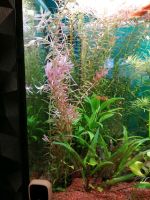 Aquariumpflanze rotala rotundifolia Bund Niedersachsen - Emstek Vorschau