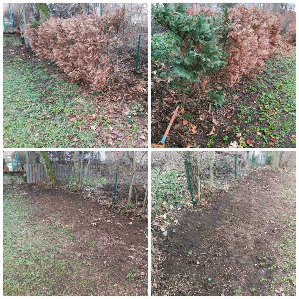 Helfe Ihnen im Garten Hecke schneiden Laub Strauch Baum Rasen in Leipzig