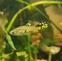 Poecilia wingei Tiger Endler Guppy Fische Aquarium Bayern - Triftern Vorschau