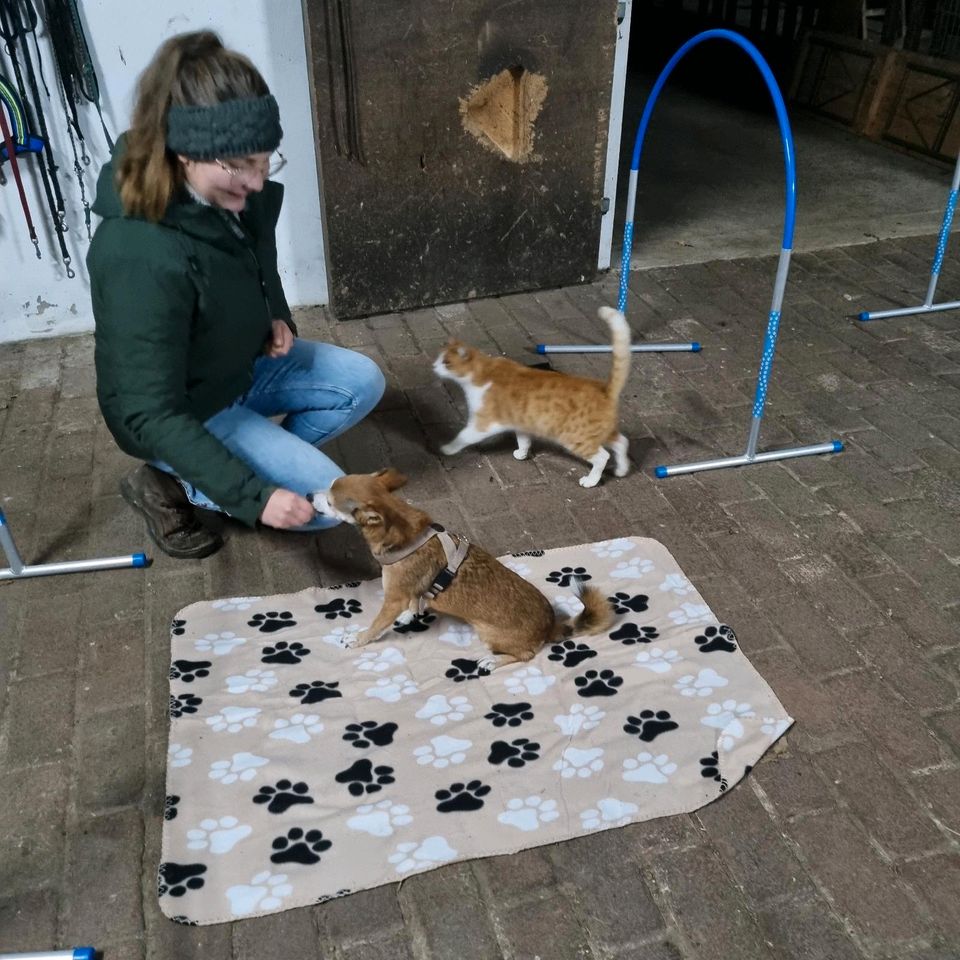 Hundetraining in Bissendorf