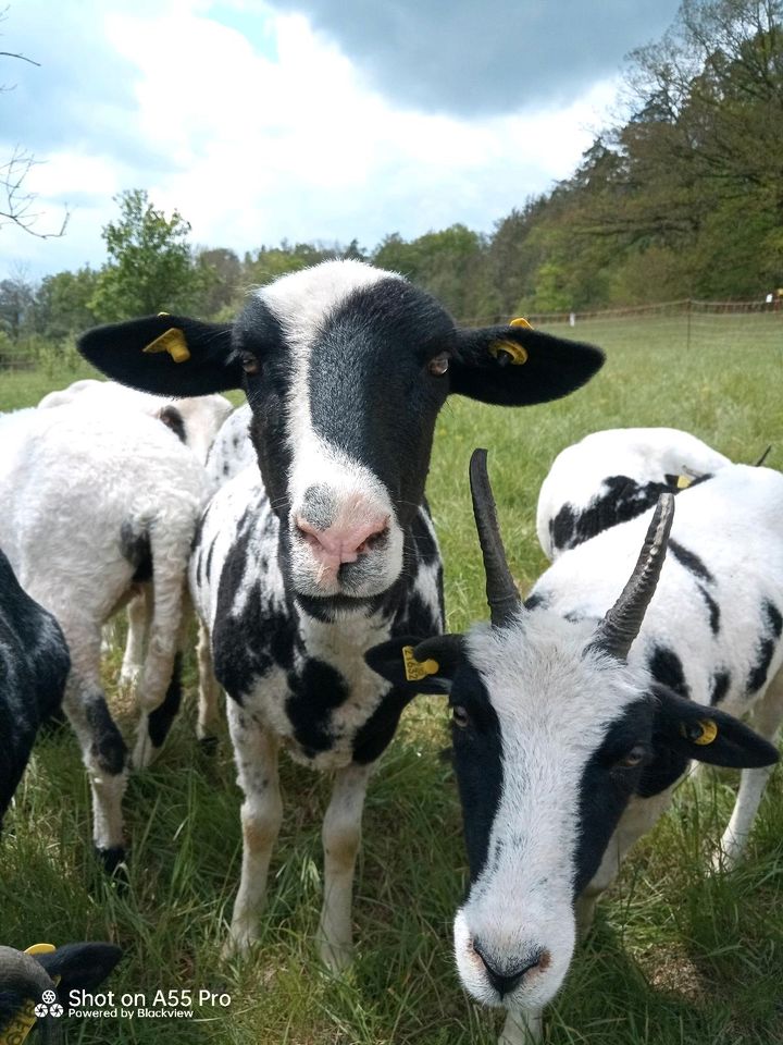 Schaf | Mutterschaf | Jakobschafmix in Bad Berka