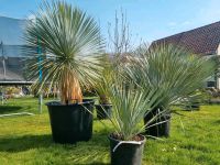 Yucca Rostrata blue Swan Palmlilie Palme winterhart Niedersachsen - Sehnde Vorschau