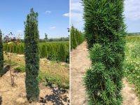 Toskana - Eibe / Taxus Fastigiata Robusta (Mittelmeerzypresse)! Nürnberg (Mittelfr) - Südoststadt Vorschau