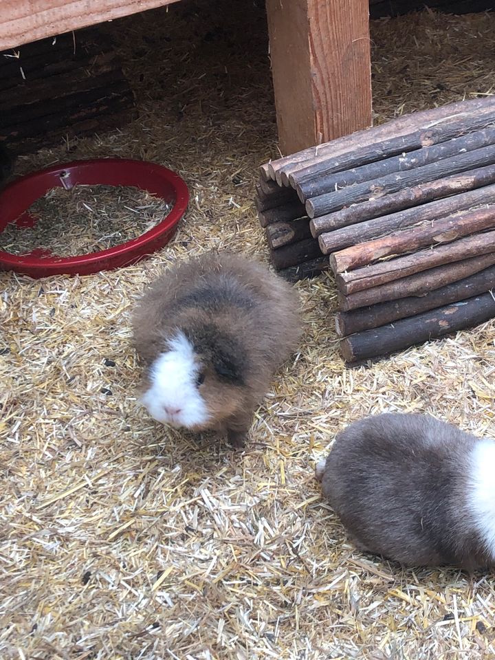 Kastrat CH Teddy 2 jährig in Greven