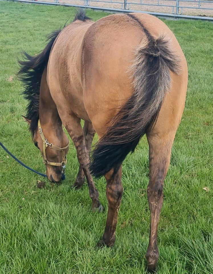 Quarter Horse Stute in Sonnenberg-Winnenberg