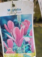 Rote Magnolien 175-200 cm u kirschlorbeer Heckenpflanzen Niedersachsen - Edewecht Vorschau