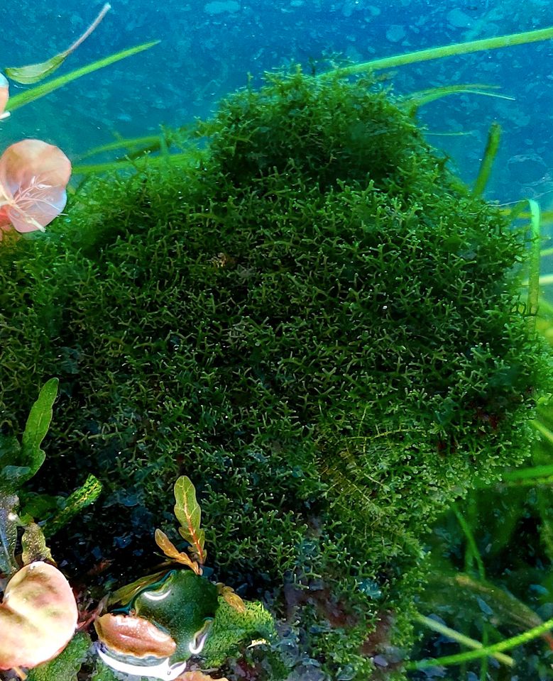 Riccardia sp. "chamedryfolia" Aquarium filigranes Moos in München