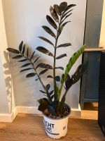 Zamioculcas zamiifolia 'Raven' schwarze Glücksfeder neu Austrieb Bayern - Kahl am Main Vorschau