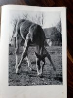 1949 Fohlen auf der Weide * Bildband Pferdezucht Nachkriegszeit Duisburg - Duisburg-Mitte Vorschau