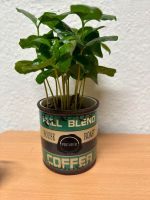 Kaffeepflanze im Topf Wandsbek - Hamburg Marienthal Vorschau
