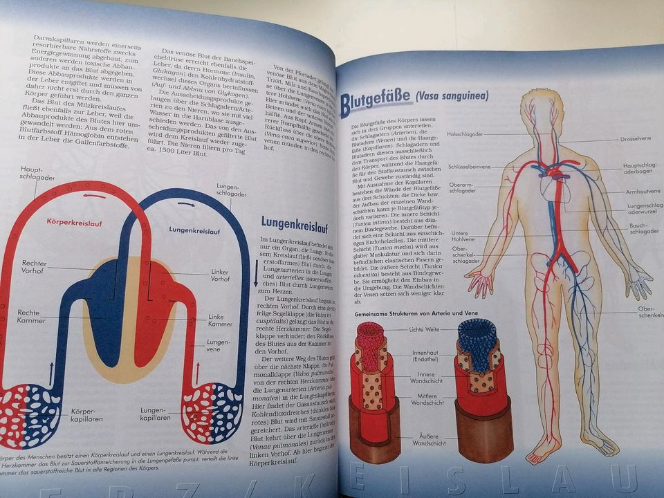 Unser Körper, Der Mensch, Anatomie, Organe, Knochen, Muskeln in Kassel