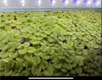 Büschelfarn Aquarium schwimmpflanze Pflanze Niedersachsen - Werlte  Vorschau