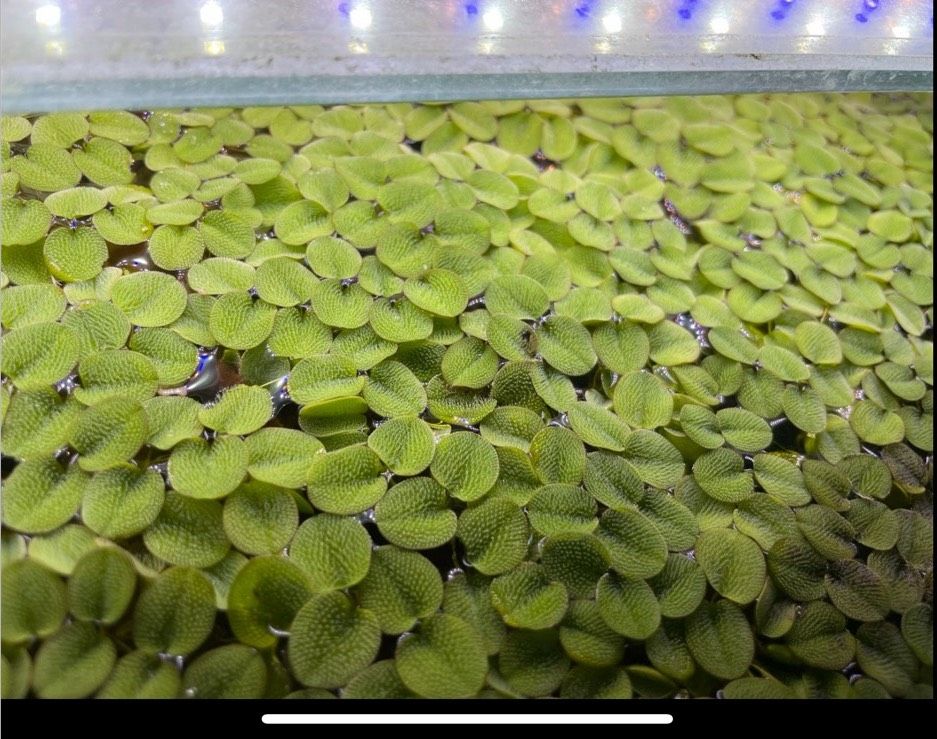 Büschelfarn Aquarium schwimmpflanze Pflanze in Werlte 