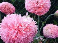 Gefüllter Rosa Mohn Samen Mohnwiese Hummel rosafarben Mohnpflanze Baden-Württemberg - Pfedelbach Vorschau